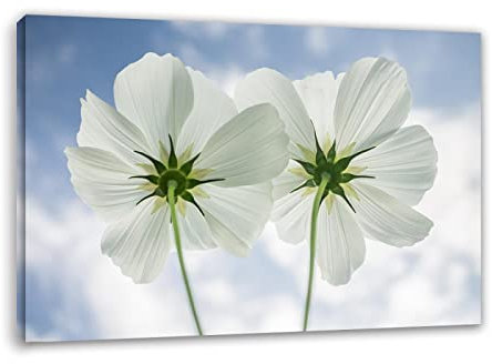 Apcgsm Bilder Blumen Weiß Pflanzen - Leinwandbilder Blumen Kunstdruck - Bild auf Leinwand - Modern Wohnzimmer Wandbilder Wanddekoration - Wand Bild Landschaft Natur 80x120cm(31.5x47.2) Gerahmt