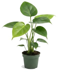 Monstera Deliciosa - DECOALIVE Costilla de Adán Natural, Maceta 12 cm, Altura 40 cm para Espacios Modernos
