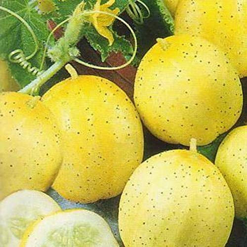 Cucumber Lemon Seeds - Easy to Grow Unusual Cucumber Seeds
