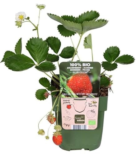 Planta de la Fresa Fragaria Ananassa Natural - Planta Fácil de Cultivar en Casa