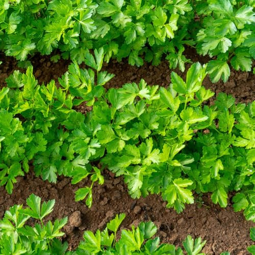 Semi di prezzemolo, antiche varietà da giardino semi biologici 800pcs