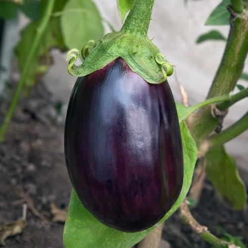 Aubergine 'Black Beauty' - Abundant Yield of Near-Black Skinned Fruit - Compact Size - Versatile Mediterranean Culinary Delight - Extended Harvest Season - Easy-to-Grow - 1x Seed Packet by Suttons