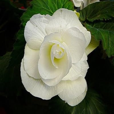 90 graines de fleurs de bégonia blanc