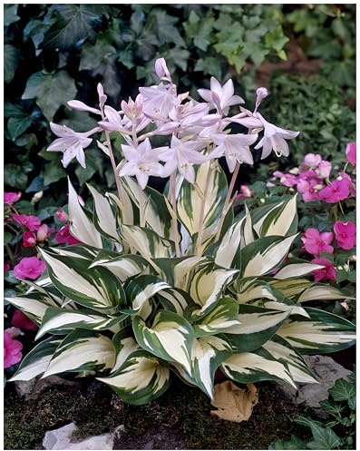 Stauden Gänge 5 x Hosta x fortunei 'Fire and Ice' Funkie, Herzblatt | Winterharter Bodendecker für Halbschatten bis Schatten, Blüte Juni bis August, mehrjährig, 1 L Topf (11x11 cm)