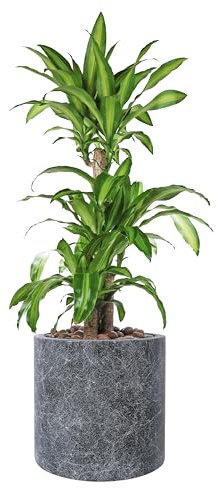 wuuhoo I Pflanzkübel Ivy in schwarzer Marmoroptik mit Pflanzeinsatz I Wetterfest für Innen und Außen I Pflanzsäule, Bodenvase wasserdicht aus frostbeständigem Fiberglas 40 cm