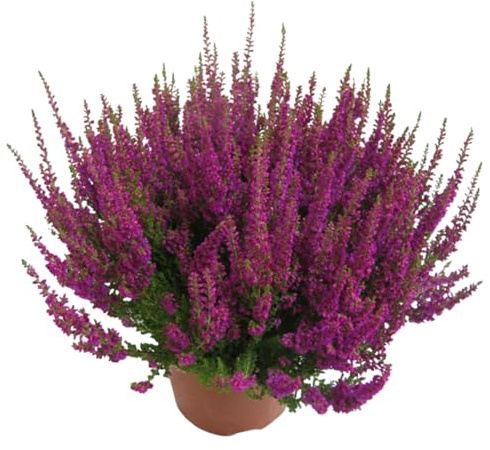 Vivaio Garden Forest, Calluna Vulgaris (Brughiera) – Pianta perenne tappezzante da esterno, Fioritura fine Estate-Autunno, Ideale per aiuole e vasi, Resistente al freddo, Ama terreni acidi e drenanti