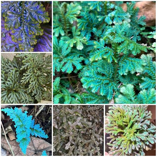 rose von jericho - gartenblumen kübelpflanzen exotische zimmerpflanzen outdoor winterharte stauden für pralle sonne 8zwiebeln