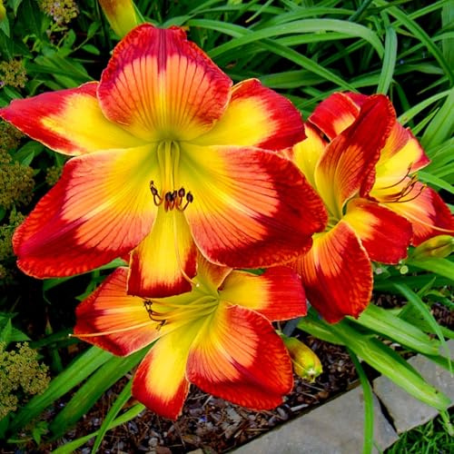 Hell Taglilien winterhart Mehrjährig,Seltene,hemerocallis Winterhart mehrjäHrig,Einfache Fürsorge,Hausgarten.-8knolle-C