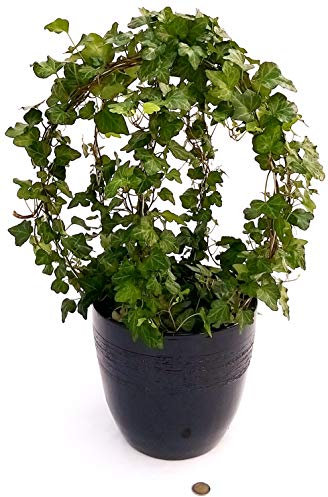 POWERS TO FLOWERS - EDERA VERDE GLOBO XXL IN VASO CERAMICA NERO,Pianta vera