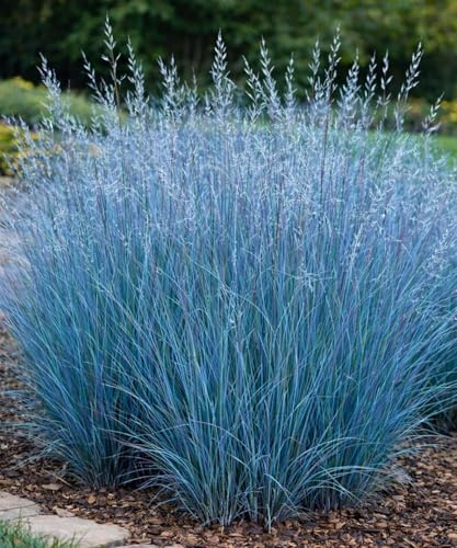 Little Bluestem Grass (Schizachyrium scoparium) Live Plant Plug– Native Ornamental Grass – Blue-Green Foliage with Red Fall Color – Drought Tolerant Perennial (3)