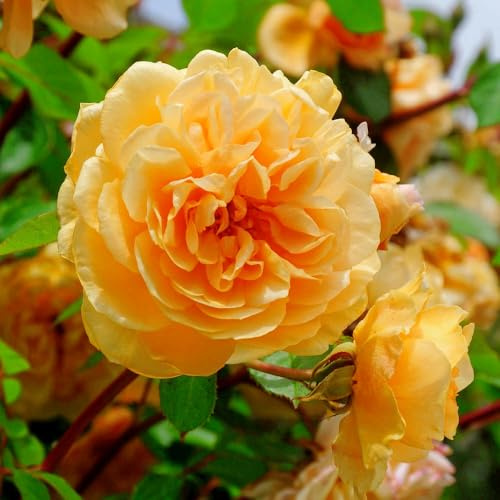 YouGarden Harkness Rose 'Dad, You're One In A Million' ®, 4 Litre, Amber Flowering Shrub Roses, Ready To Plant