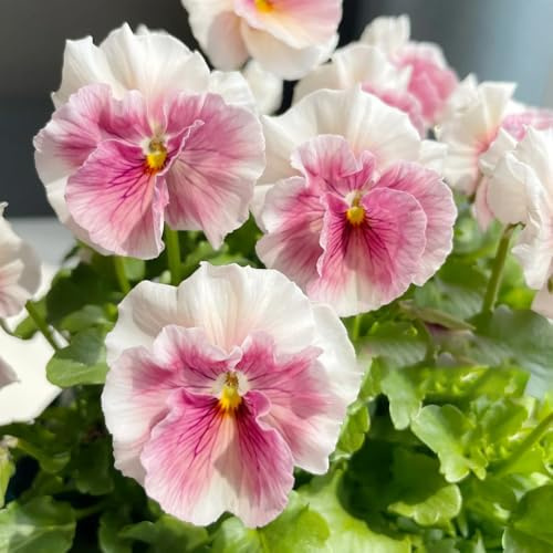viola cornuta, esotiche balcone resistenti all'ombra giardino roccioso pendenti selvatici giardino in 800semi