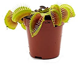 Dionaea Muscipula Planta Carnívora Venus Atrapamoscas