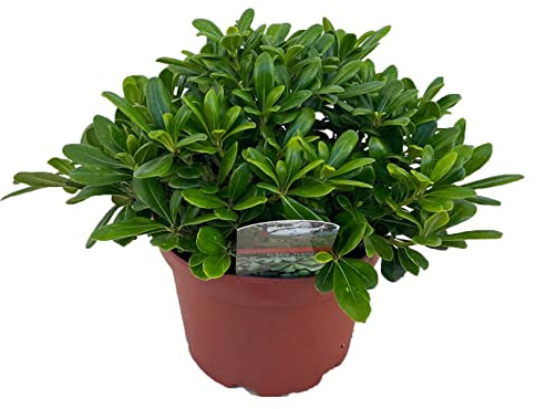 Pittosporum - Azahar de la China Natural - Arbusto de Exterior