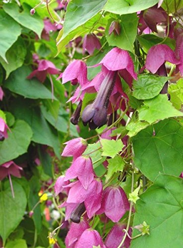 Rhodochiton Purple Bell Semi Piantabili, Seeds - Rhodochiton atrosanguineus
