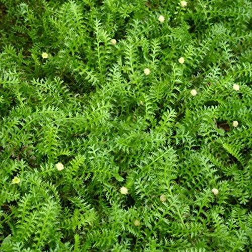 6 x Fiederpolster - Leptinella Squalida Topf 9x9cm: Bodendecker, grünes Laub, trittfest.