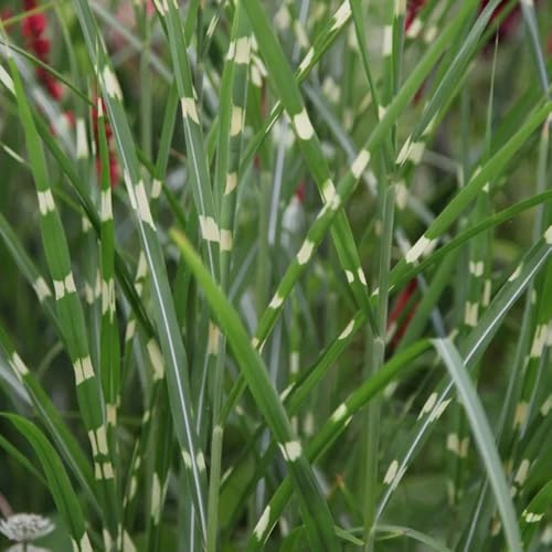 semi di resistenti Miscanthus sinensis ornamentale, resistente da balcone arbusti sempreverdi resistenti 130pcs