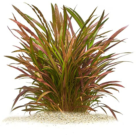 Cryptocoryne spiralis Red Roter Spiralwasserkelch in vitro XL 8,5cm Becher | Schmalblättrige Rosettenpflanze - setzt gezielt mit rotbraunen Wellenblättern kontrastreiche Akzente im Aquarium-Mittelgrund.
