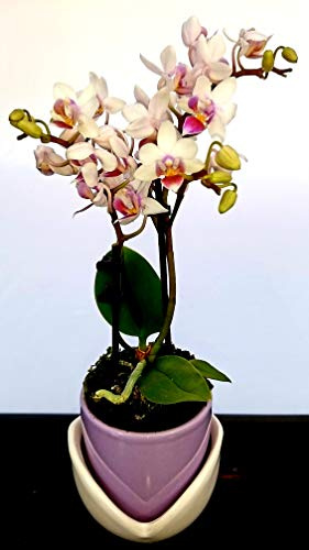 POWERS TO FLOWERS - ORCHIDEA PHALAENOPSIS BIANCO/ROSA IN VASO CERAMICA TULIPANO, Orchidea Falenopsis, Pianta Vera