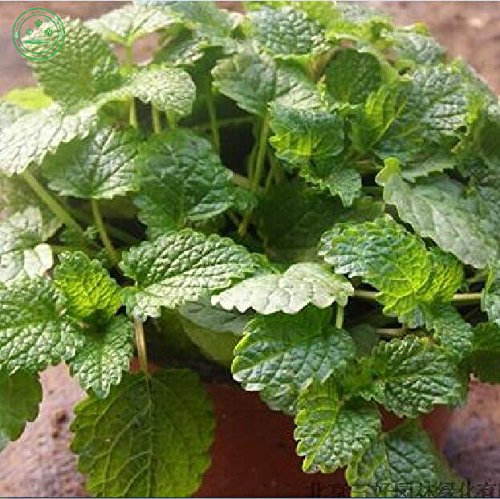 Limone Menta Sementi di Menta piperita, semi di Melissa, Verdure Bonsai piante semi partícula 30 / Bolsa G85