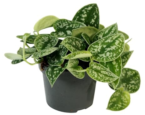 Scindapsus - Planta de Interior con Hojas Colgantes Naturales
