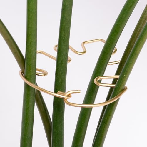 Goooxim Monstera Support de tige pour plantes d'intérieur – 10,5 x 7,5 cm – Support durable avec kit de serrage réglable pour plantes grimpantes et monstera pour les amateurs de jardinage