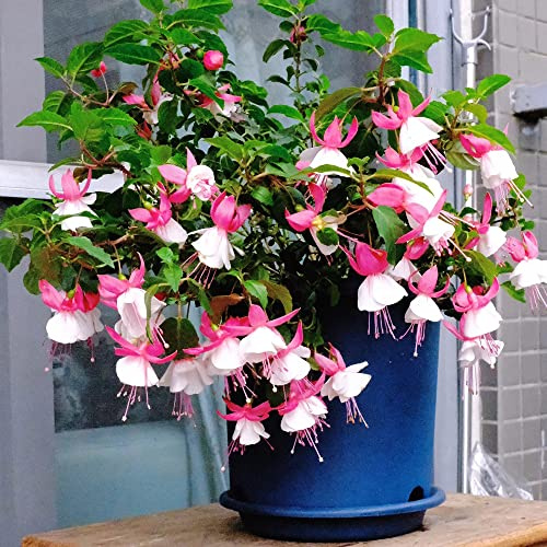 Fuchsiensamen herbstblumen kräutergarten wildblumen balkonblumen rankpflanzen kräuterpflanzen Fuchsien topfpflanzen draußen winterhart indoor garten hochbeet pflanzensamen 150samen