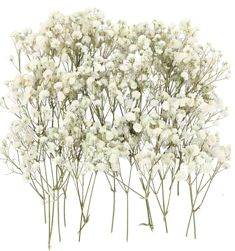 ZocRjvN 100 Getrocknete Blumen, Schleierkraut Getrocknet, Weiß, Trockenblumen Deko, Trockenblumen Zum Basteln, Getrocknete Blüten