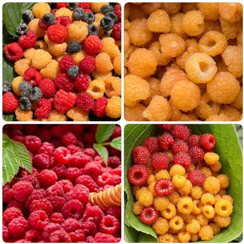 Semillas de frambuesa orgánicas, orgánicas, columnar Rubus idaeus, orgánicas, huerta balcón de resistentes al exterior. 100pcs