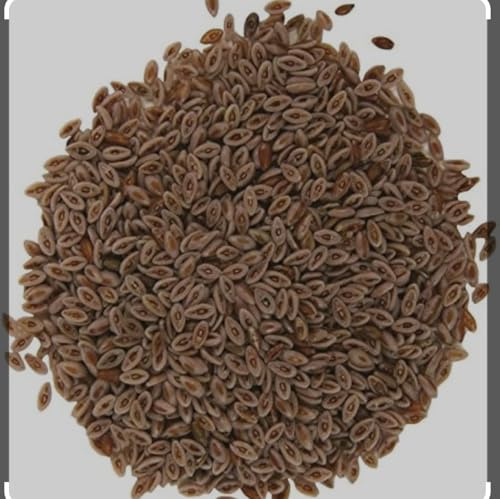 Psyllium Seeds by Masala Cottage 50g-1.9kg (200g)