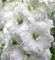 100 semillas de flores de delphinium blanco