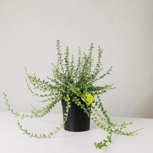 Plantì EUONYMUS FORTUNEI Arbusto sempreverde da esterno, vaso da 19 cm. Piante vere per giardino e terrazzo con foglie bordate di bianco. 6 mesi di concimazione inclusi (Gaiety).