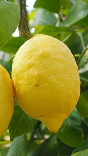 Pianta di Limone Quattro Stagioni (Lunario o Carrubaro) in Vaso 20 cm - Innesto Basso
