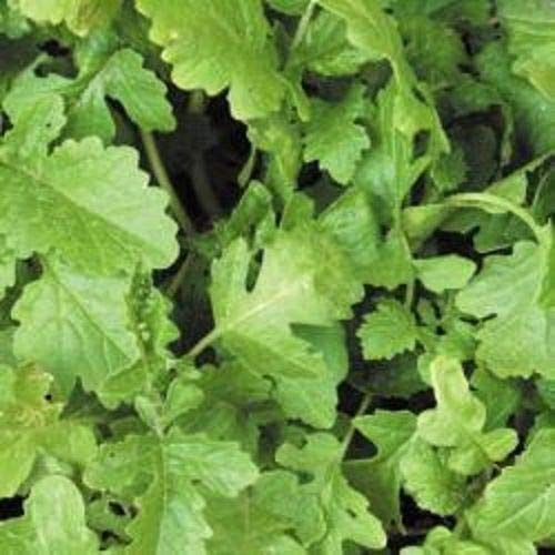 Portal Cool Les Engrais Verts Graines - Moutarde - 500gms
