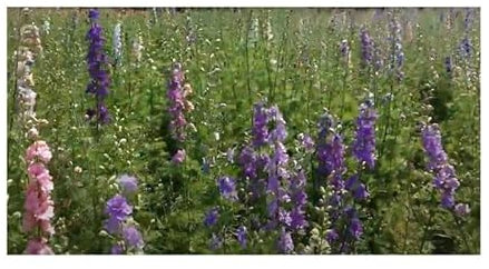 Stk - 30x Bio Rittersporn Imperial Garten Pflanzen - Samen KS162 - Seeds & Plants Shop by Ipsa