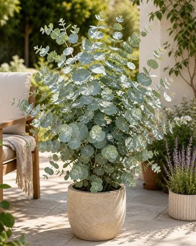 Eukalyptus Silver Dollar ca. 60 cm – Duftende Zimmerpflanze im Topf, dekorative Zierpflanze, bedingt winterhart, luftreinigend, ideal für Wohnraum, Balkon & Geschenk