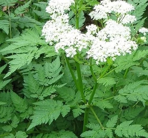 1 Pack of 30 SEEEDS Sweet Cicely | Myrrhis Odonata | Sweet Chervil