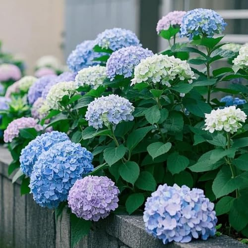 semi di ortensia resistenti di giardino Semi di ortensia con primavera pratera silvestre tetto 150pcs