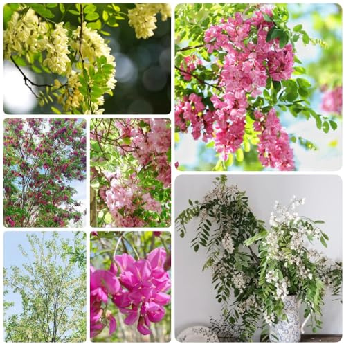 Semi di Robinia, esotici Robinia pseudoacacia, semi di giardino verdi vecchie varietà sempreverdi 80pcs