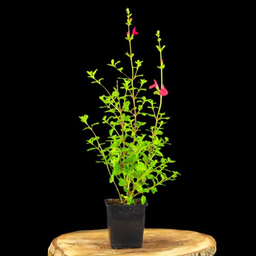 Salvia microphylla 'Hot Lips' von Intragarten | 'Hot Lips' Salbei im Topf gewachsen | rot und weiß blühende Salbei Staude | winterhart und dekorativ