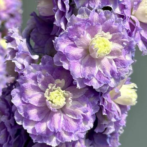 semi di delphinium, serre da balcone Consolida ajacis, semi autunnali resistenti vecchie varietà giardino roccioso resistenti all'esterno 850pcs