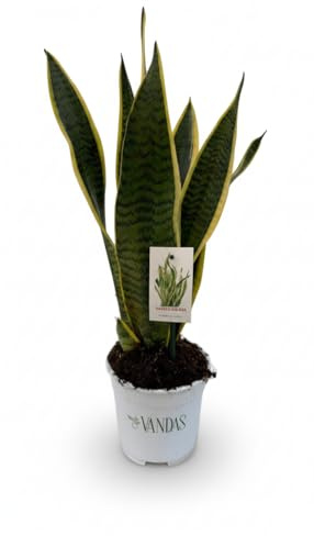 Vandas Sansevieria Laurentii – Pianta Sempreverde Purificante da Interno | Vaso Diametro 15 cm | Altezza 40 cm | Facile Cura | Made in Italy