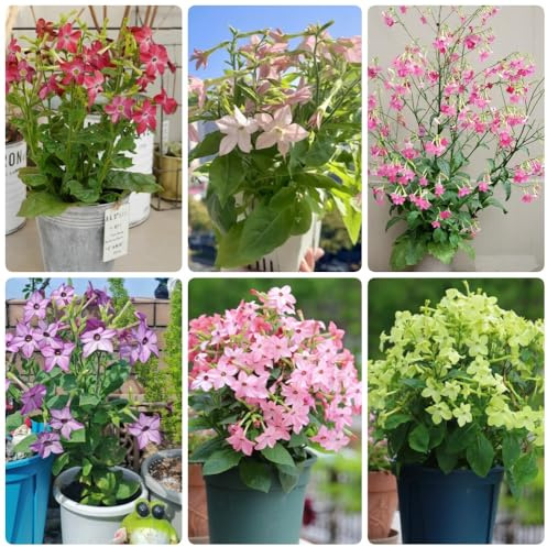 Semillas de tabaco ornamentales - Nicotiana alata - semillas de variedades antiguas cortadas silvestres raras 200pcs