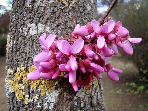 60 Samen des Baumes der Liebe, Judasbaum (Cercis siliquastrum)