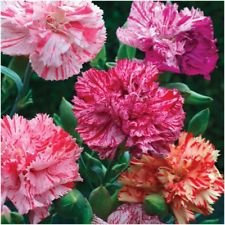 Confezione da 100 semi, semi del garofano, Picotee Miscela (Dianthus caryophyllus)