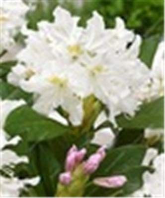 Nouvelles graines de fleurs d'azalée japonaise Rhododendron pour un beau jardin blanc paquet de 100 graines