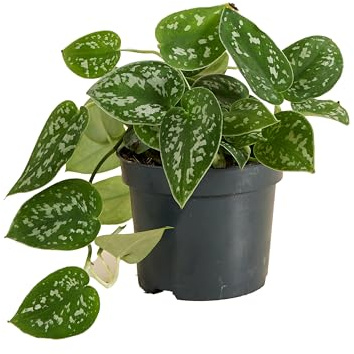 Bloomique - Scindapsus Pictus - Silberrebe - Hängepflanze - Auch als Kletterpflanze geeignet - Zimmerpflanzen - Luftreinigend - Pflegeleicht - Höhe 15-20 cm - Topf 12 cm