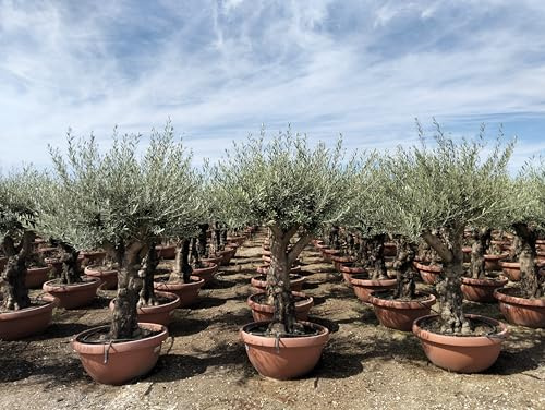 Sunny Tree - Olivenbaum im Dekotopf - Olea Europaea - Winterharte Olvenbaum Bonsai 200 cm - 70 Jahre alter Olivenbaum - Fruchttragend