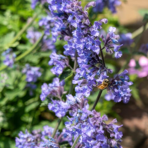 Katzenminze Nepeta 'Six Hills Giant' Lila Staude 24 Pflanzen Ø9 cm 10-25 cm | bienen und Schmetterlinge, sonnig und Pflegeleicht, winterhart, für Beet und Kübel