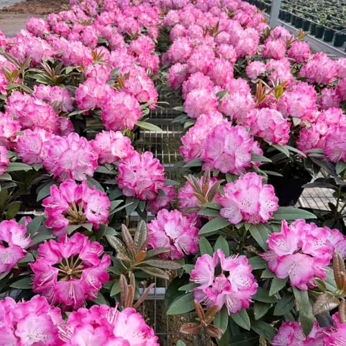 semillas resistentes de azalea - balcón perennes Decoración jardín 400pcs